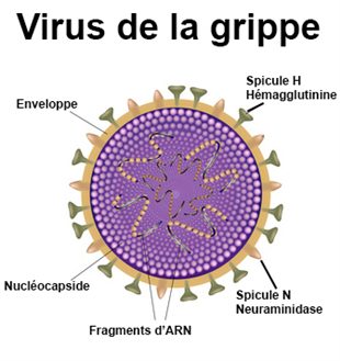 grippe, virus, structure de virus, labosalem